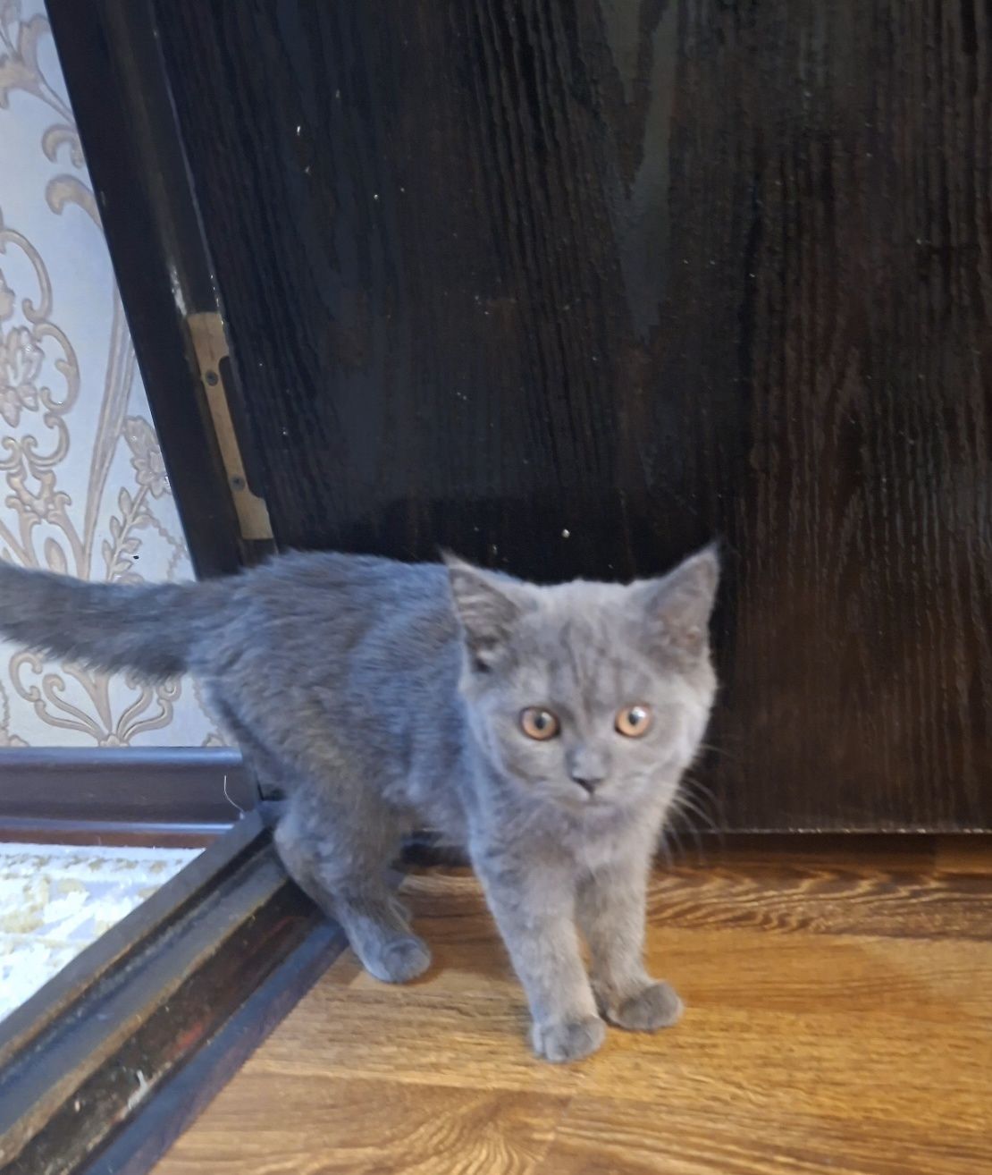 Котята хорошие руки