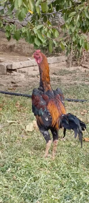 Dakan xuroz zoti wamo