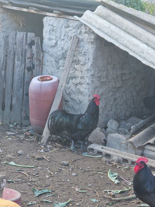 Cocosi Australorp negru si albastru
