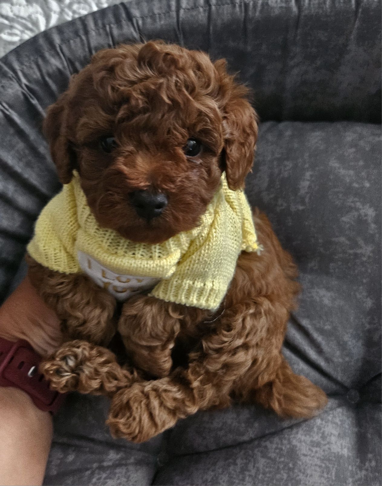 Пудел той/Toy poodle/с родословие