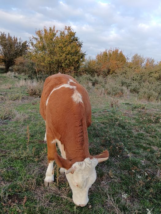 Vând juninci gestante