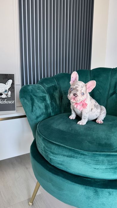 Bulldog francez Frenchie House Luxurios