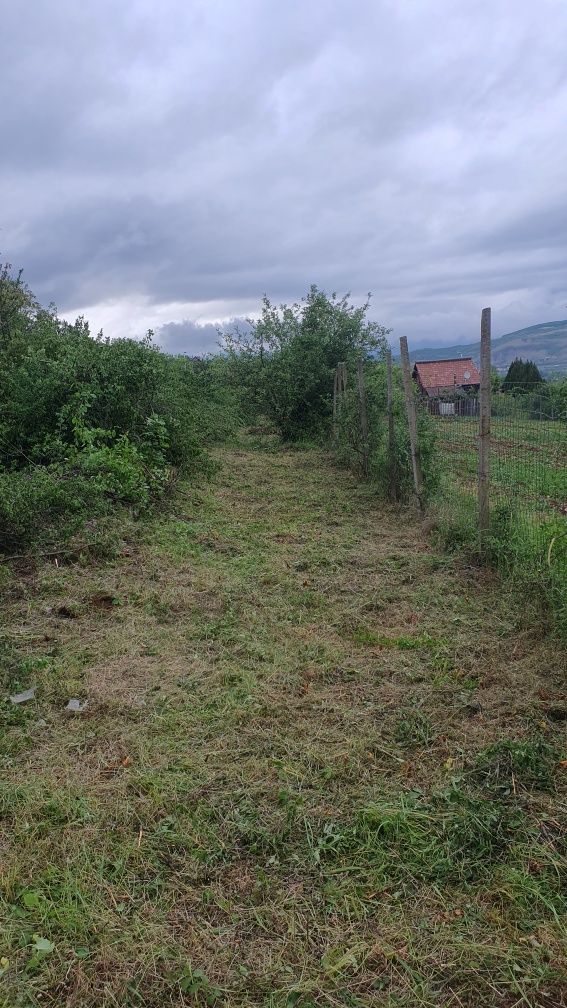 Drujbist tai lemne defrisez  toaletez pomi.