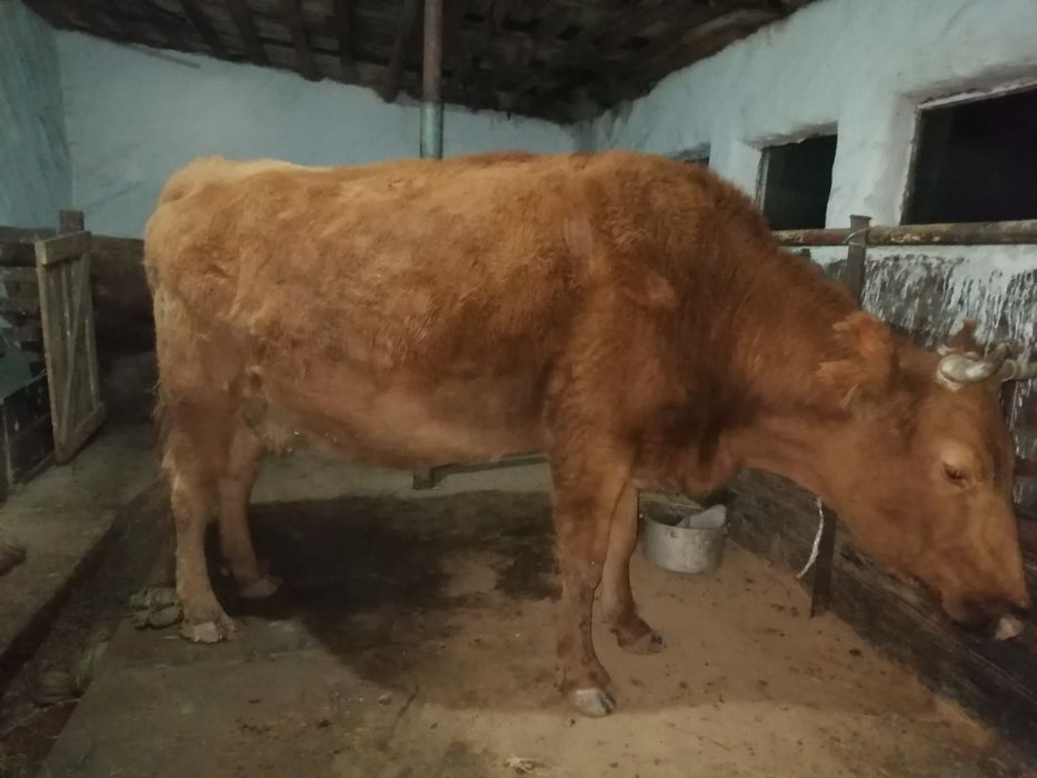 Сиыр сатылады семиз