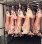 Продам мясо баранины