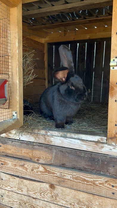 Vand iepuri Urias German