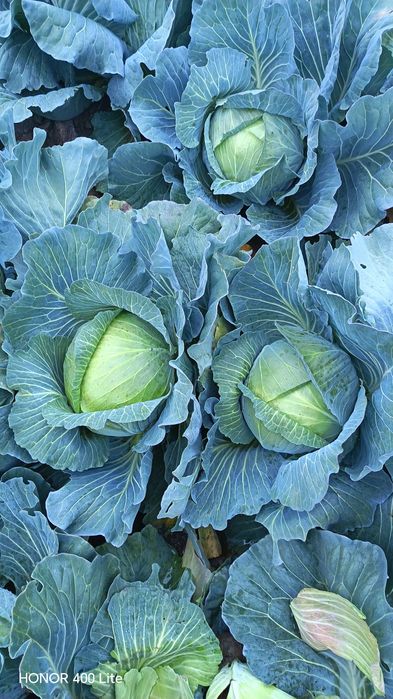 Vând Varză calitatea l