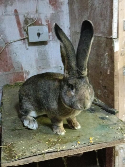 Iepuri urias german vor sa schimbe locatie