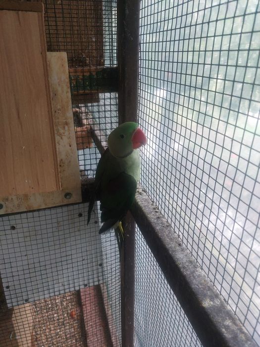 Papagali Pui Marele Alexander