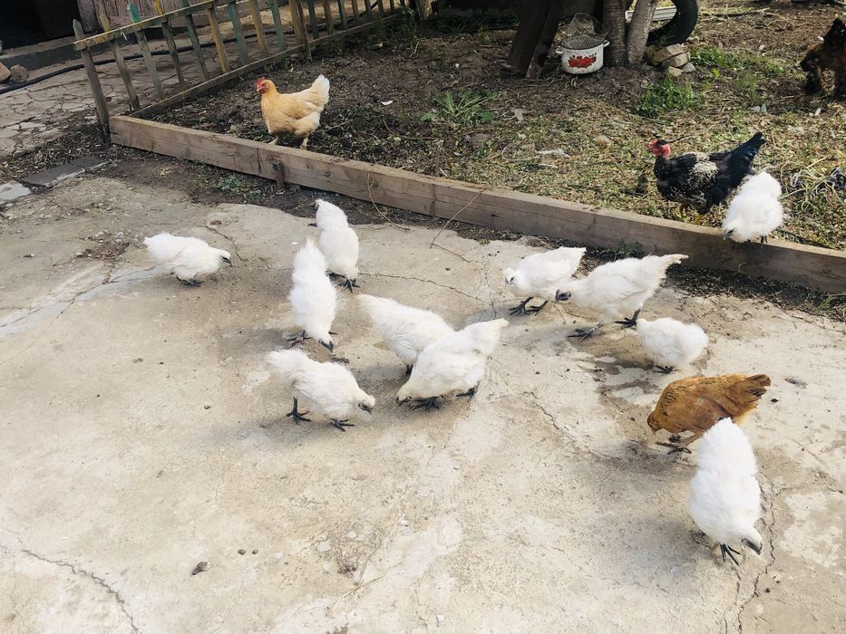 Китайские шелковые куры