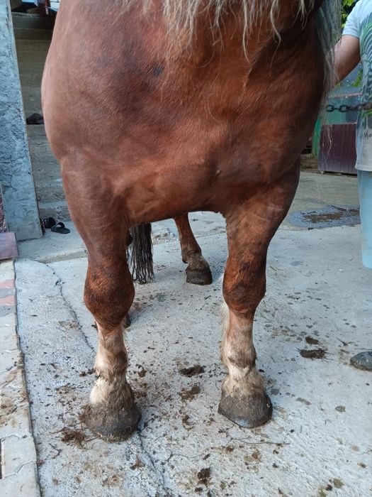 Vand armasar in varsta de 3 ani