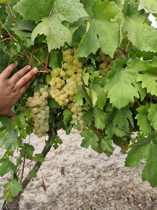 Struguri de masa si de vin