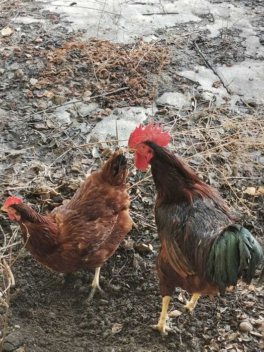 Куры породы Род Айленд