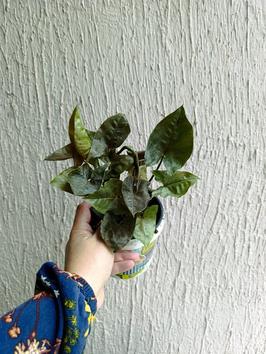 Продам сингониумы