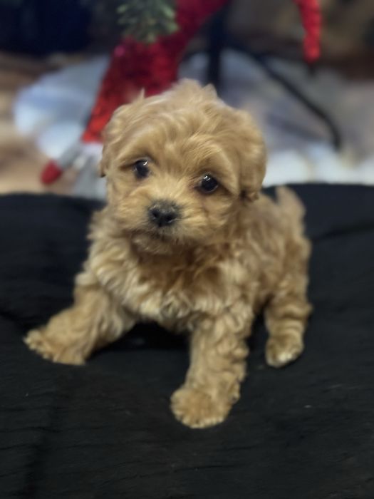 Малтипу момченца