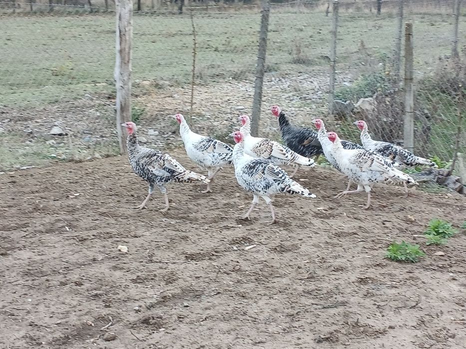 Curci de vânzare