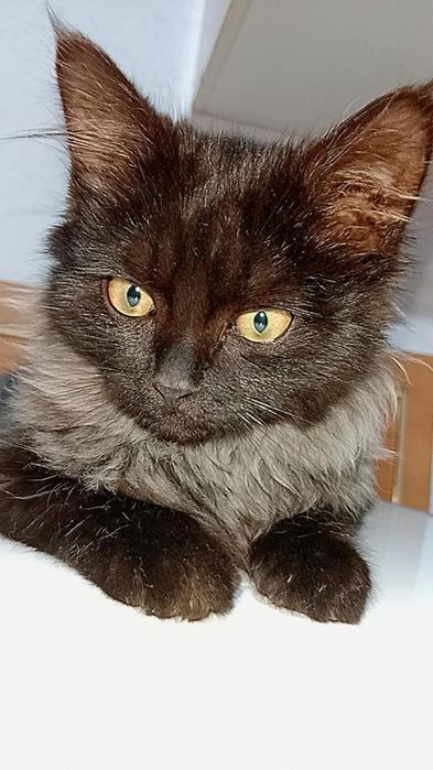 Шикарный котёнок