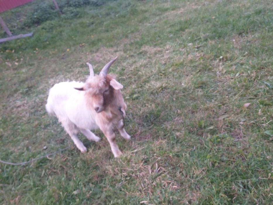 Vând tap alpino-francez