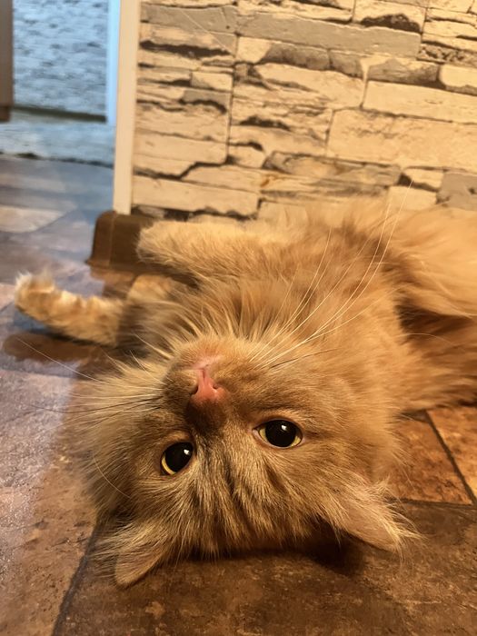 Отдам персика в хорошие рук