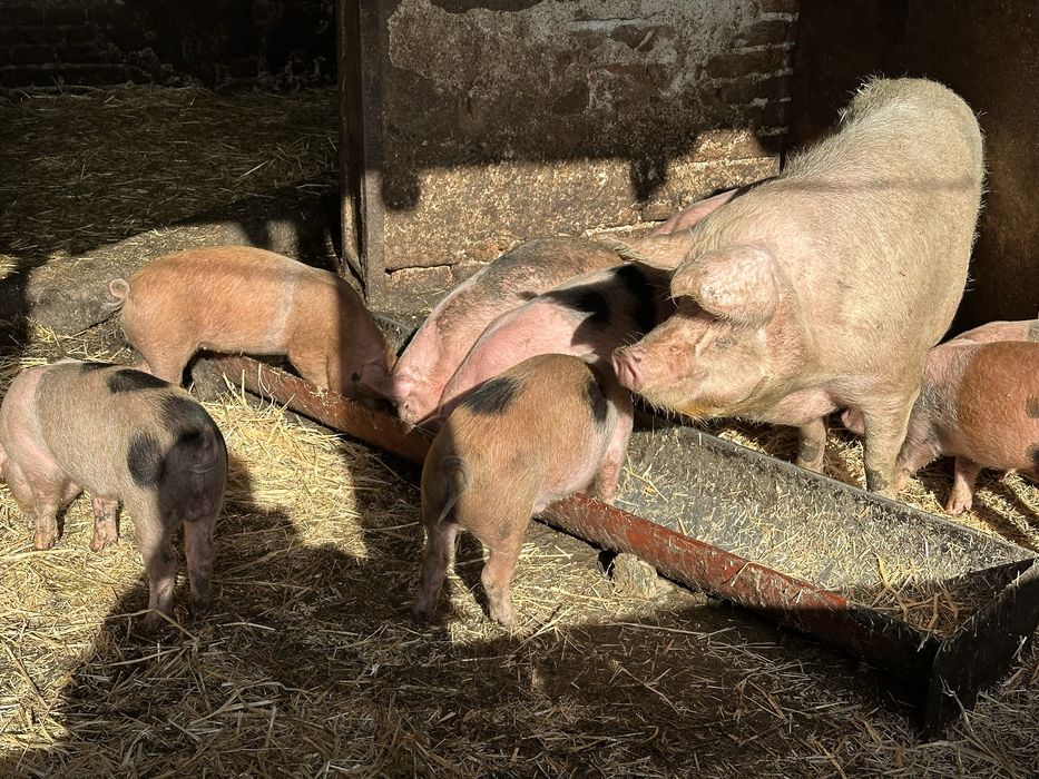 Хубави домашни прасета