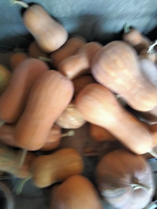 Тыква столовая.аскабак,