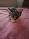 Много мило женско котенце на 1,5 месеца
