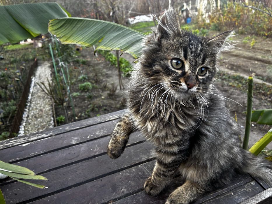 Котета които спешно си търсят дом