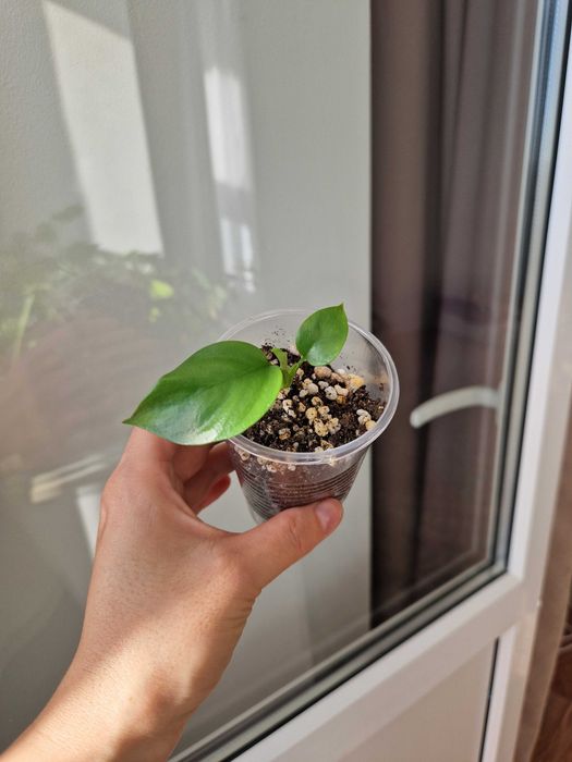 Рафидофора монстера черенок