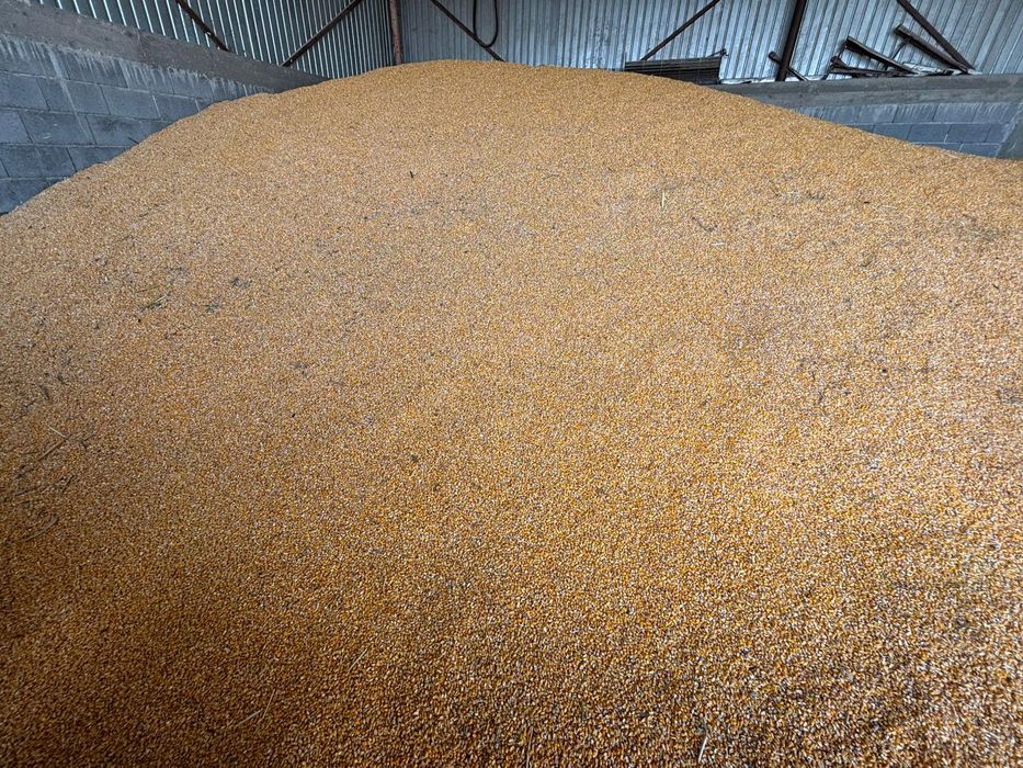 Porumb boabe producție 2025