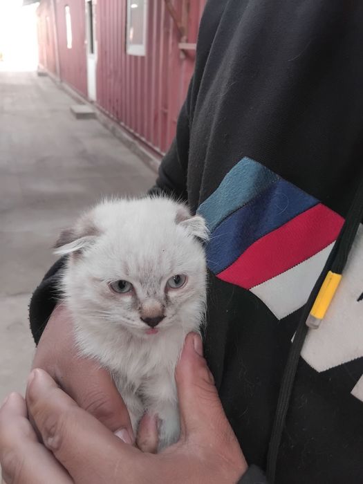 Mushukcha (Scottish Fold) nomi