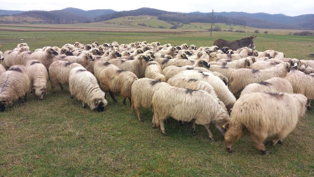 110 oi țurcane, mame tinere