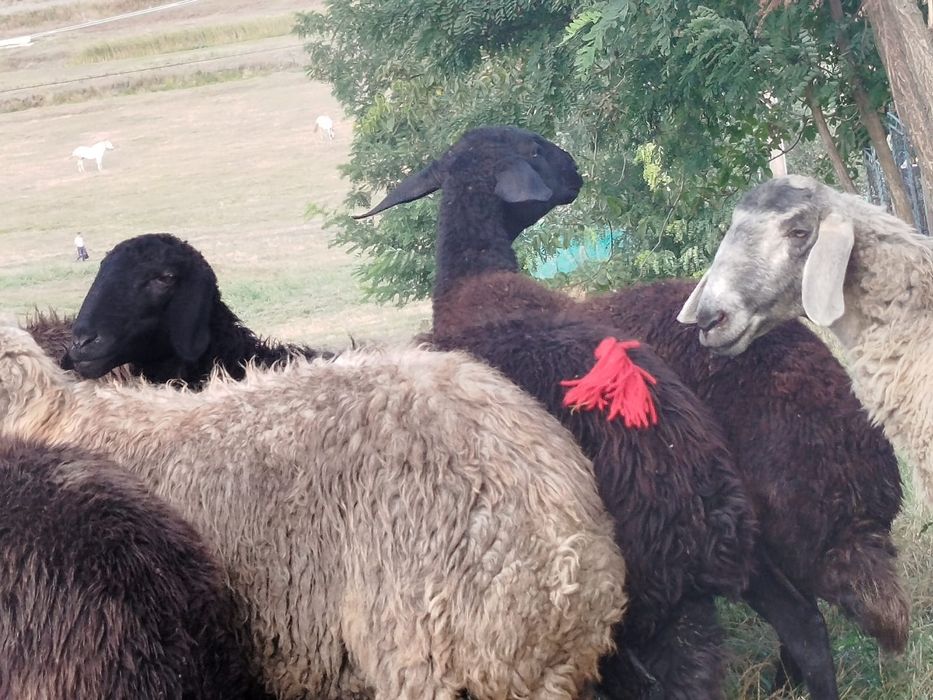 Vand 7 mioare rasa karakul