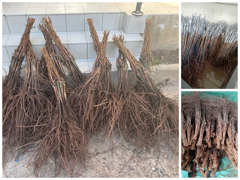 Butași vita de vie altoita și hibrid