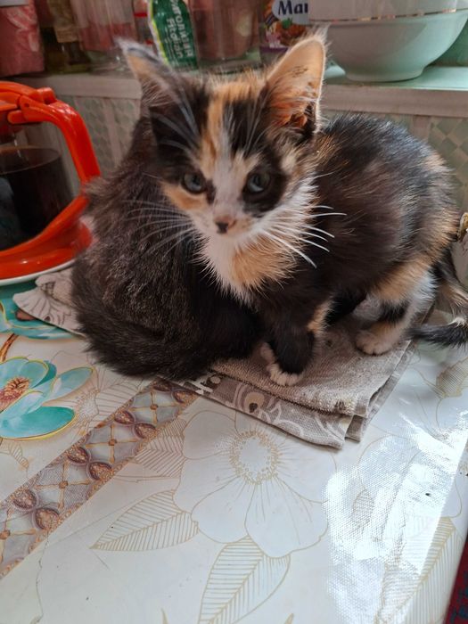 Отдам котят в добрые руки.