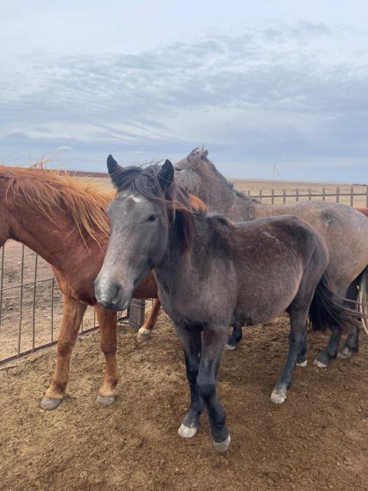 Байтал сатылады