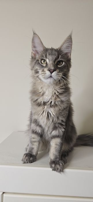 Motanel Maine Coon