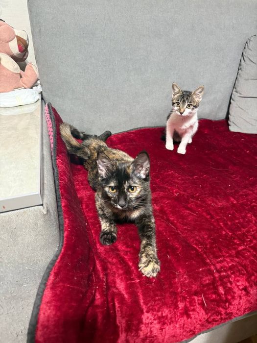 Отдам в добрые руки котята