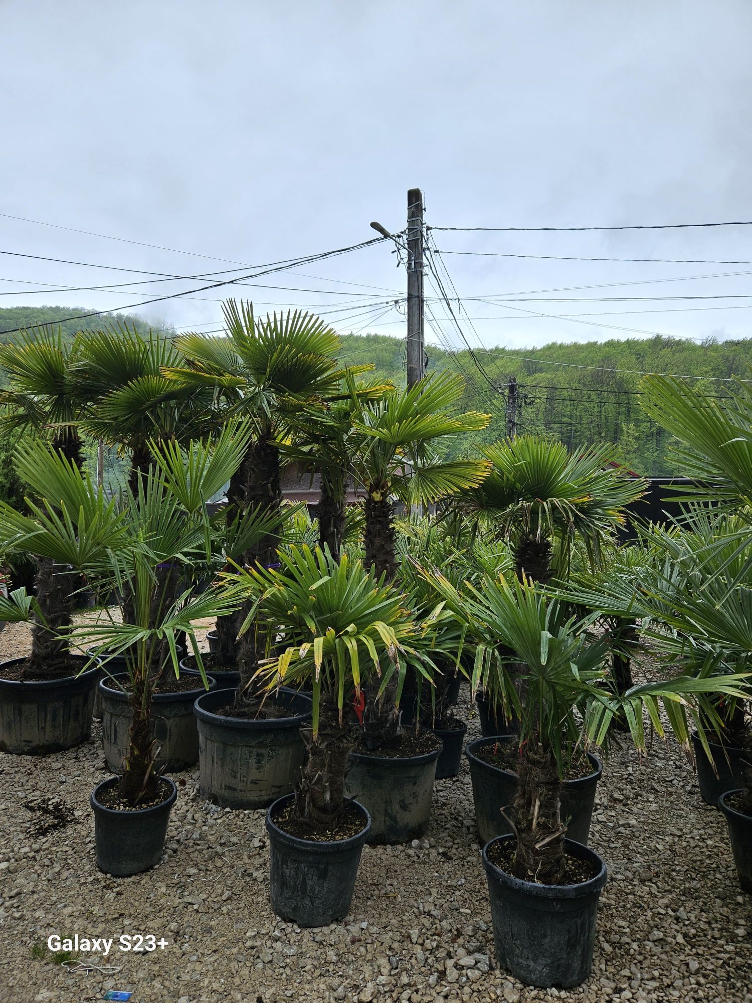 Palmieri de orice specie, trachycarpus fortunei, cycas, phoenix etc