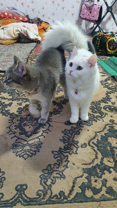 Mushuk Shotlanskiy straight