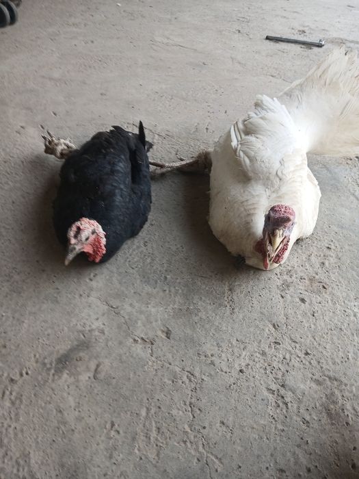 Сотилади индуклар