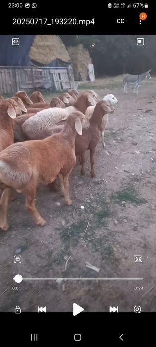 Продам чистокровных қошқар породы Арашан с хорошых кровеи