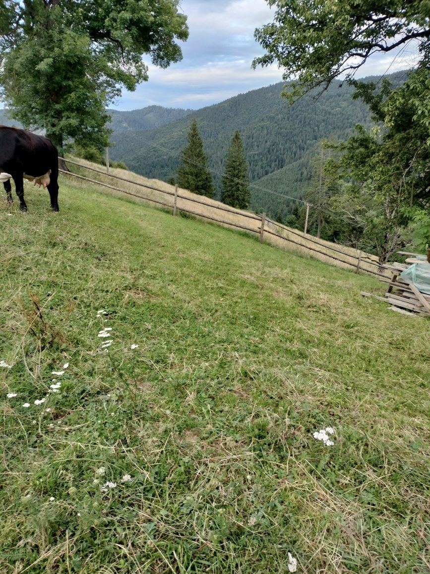 Vând casă și teren