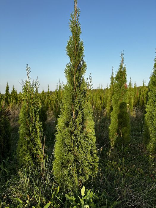Tuia smaragd 200 cm perfect aclimatizați