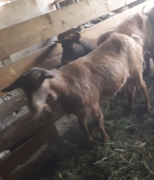 Vand trei capre de lapte!