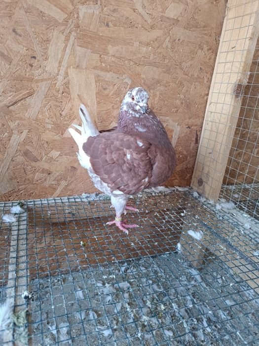 Porumbei king de vânzare