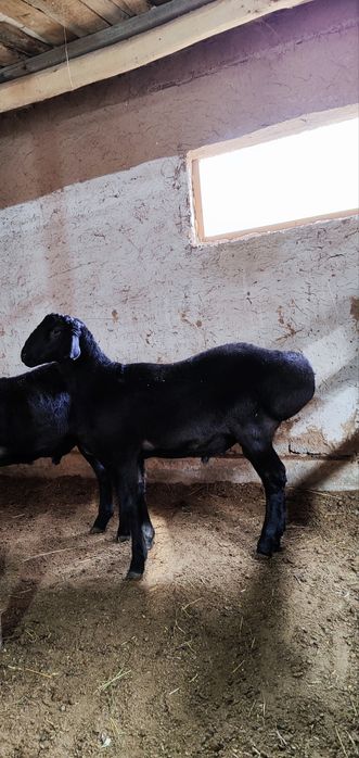 Qozi qochqorla sotiladi