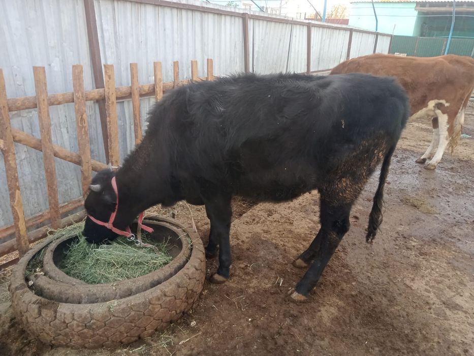 Семіз баспақтаар