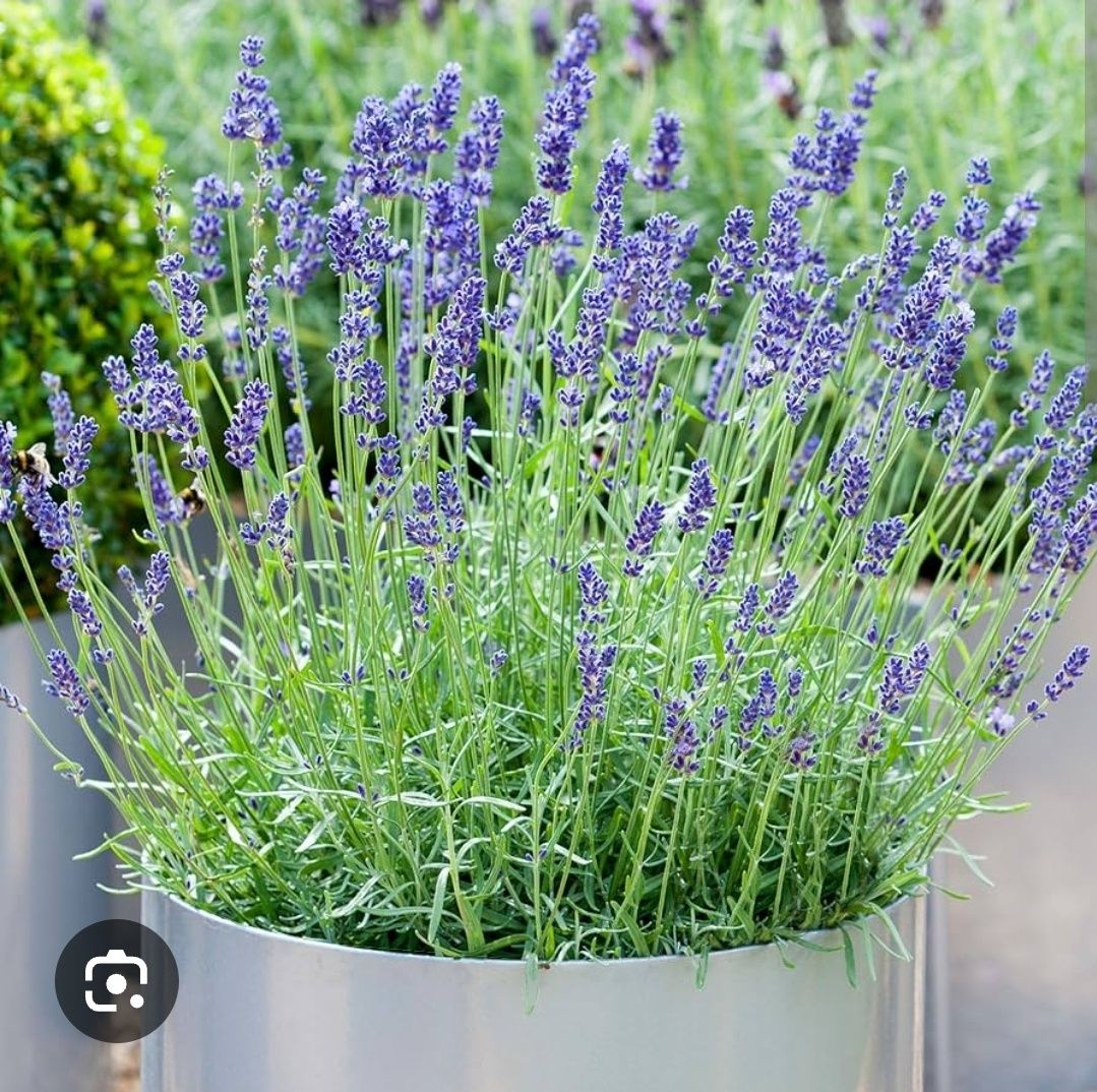 Lavanda în ghiveci - producător de plante ornamentale
