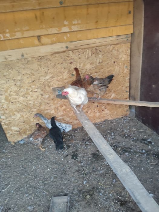 Куры тауық қораз.