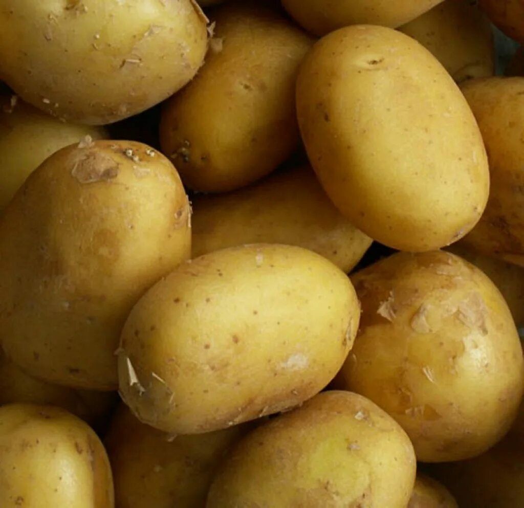 продам семенной картофель